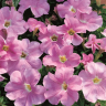 (п.ф.) Петуния Игл Пастель Пинк F1, 250 шт (№9-4-160)
