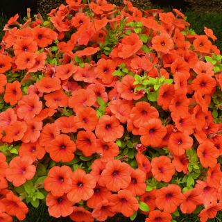 (п.ф.) Петуния Бэби Джоконда Оранж Ред F1, 100 драже (№9-5-73)