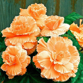 (п.ф.) Бегония АмериГибрид Пикоти Лейс Априкот,