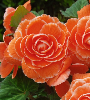 (п.ф.) Бегония АмериГибрид Пикоти Лейс Априкот,