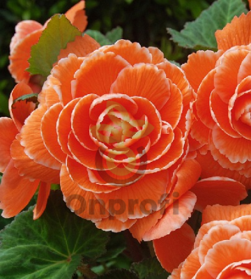 (п.ф.) Бегония АмериГибрид Пикоти Лейс Априкот,