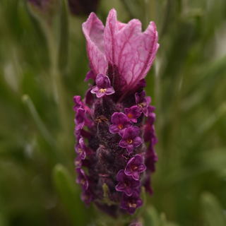 (п.ф.) Лаванда Бандера Дип Роуз,