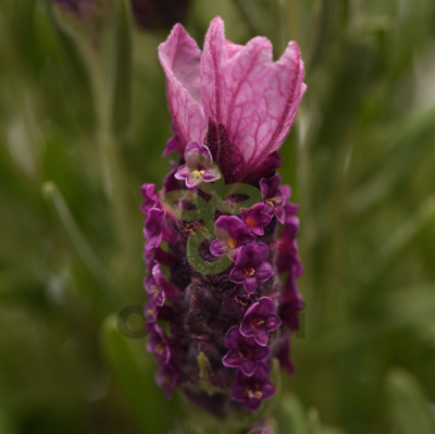 (п.ф.) Лаванда Бандера Дип Роуз,