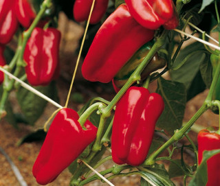 Перец Даллас Enza Zaden, 500шт