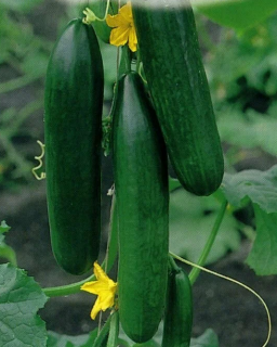 Огурец Стелла F1,