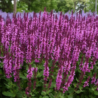 (п.ф.) Сальвия Мерло Роуз Компакт,