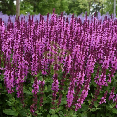 (п.ф.) Сальвия Мерло Роуз Компакт,