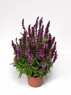 (п.ф.) Сальвия Мерло Роуз Компакт,