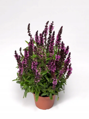 (п.ф.) Сальвия Мерло Роуз Компакт,