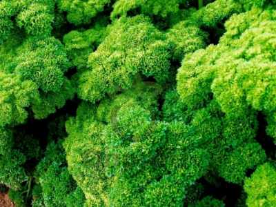 (м.ф.) Петрушка Кудрявая Мооскраузе 2, 2гр Гавриш