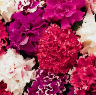 (п.ф.) Петуния Глориас Микс, 100 драже (№9-2-60)