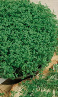 Кресс-салат Весенний, 0,5гр (фасовка)