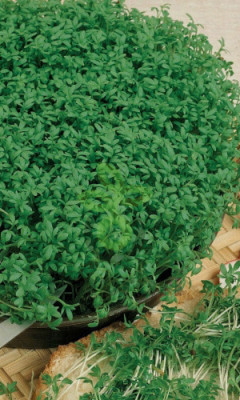 Кресс-салат Весенний, 0,5гр (фасовка)