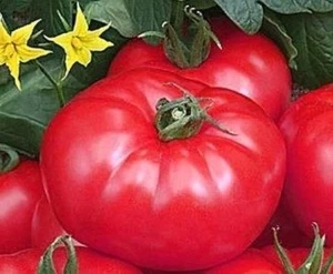 Томат Царская шапка, 0,5гр (фасовка)