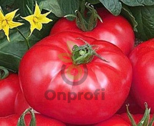 Томат Царская шапка, 0,5гр (фасовка)