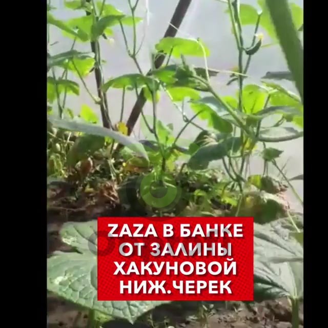 Огурец Заза F1,