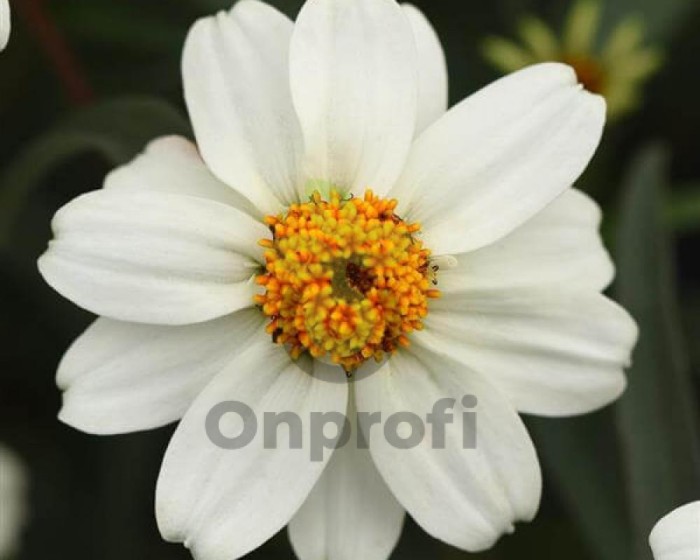 (п.ф.) Циния Стар Вайт F1, 100 шт (№6-79)