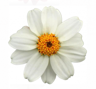 (п.ф.) Циния Стар Вайт F1, 100 шт (№6-79)