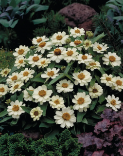 (п.ф.) Циния Стар Вайт F1, 100 шт (№6-79)