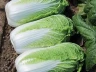 Капуста пекинская Эндуро F1,