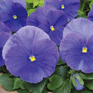 (п.ф.) Виола Спринг Матрикс Блю F1, 50 шт (№4-21)