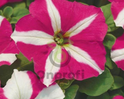 (п.ф.) Петуния Карпет Роуз Стар F1, 1000 шт (№9-5-1)