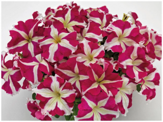 (п.ф.) Петуния Карпет Роуз Стар F1, 1000 шт (№9-5-1)