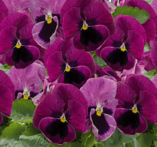 (п.ф.) Виола Виттрока Матрикс Роуз Блотч F1,