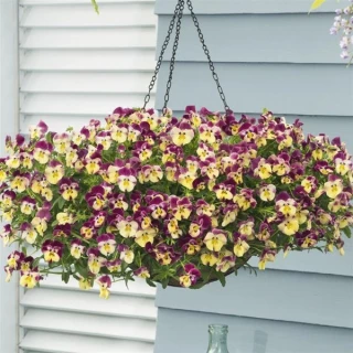 (п.ф.) Виола Кул Вейв Строберри Свирл F1, 1000 шт (№4-71)