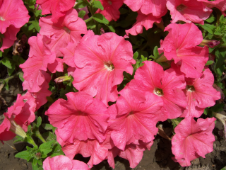 (п.ф.) Петуния Игл Пинк F1, 250 шт (№9-4-154)