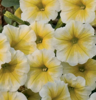 (п.ф.) Петуния Дольче Лимонселло,