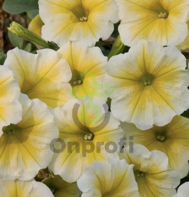 (п.ф.) Петуния Дольче Лимонселло,