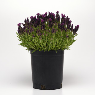(п.ф.) Лаванда Бандера Дип Парпл, 500 шт (№6-618)