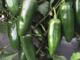 Перец Куатреро,