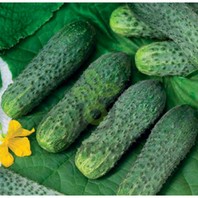 Огурец Экипаж F1,