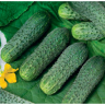 Огурец Экипаж F1,