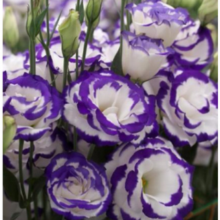 (п.ф.) Эустома Арена II Парпл Пикоти F1,