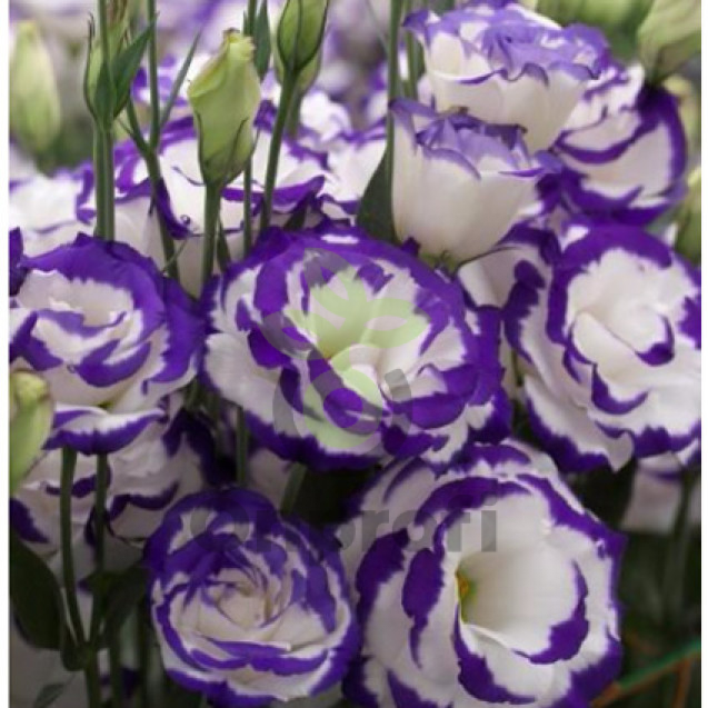 (п.ф.) Эустома Арена II Парпл Пикоти F1,