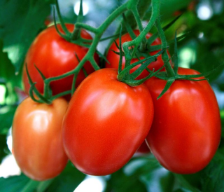 Томат Агрессор F1,