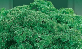 (м.ф.) Петрушка Эсмеральда, 2гр Гавриш