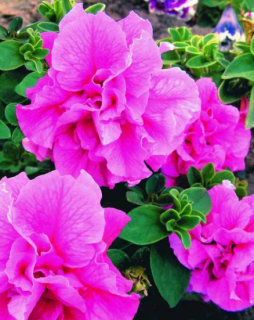 (п.ф.) Петуния дабл Каскад Пинк F1,