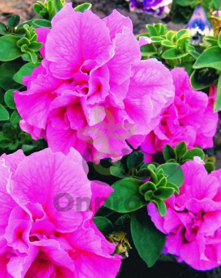 (п.ф.) Петуния дабл Каскад Пинк F1, 100 драже (№9-2-61)