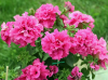 (п.ф.) Петуния дабл Каскад Пинк F1,