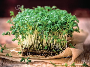 Кресс-салат Данский, 0,5гр (фасовка)