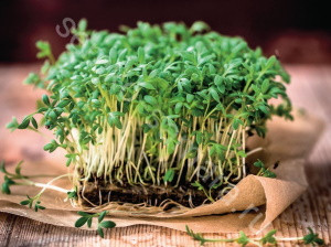 Кресс-салат Данский, 0,5гр (фасовка)