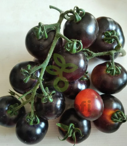 Томат Блю Питтс, 0,5гр (фасовка)