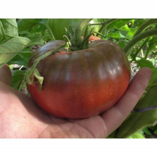 Томат Черная королева, 0,5гр (фасовка)