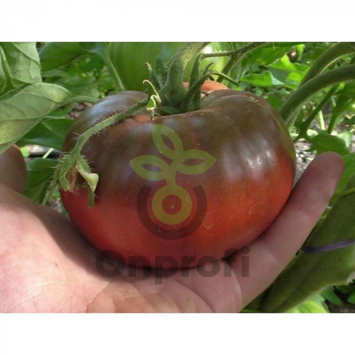 Томат Черная королева, 0,5гр (фасовка)