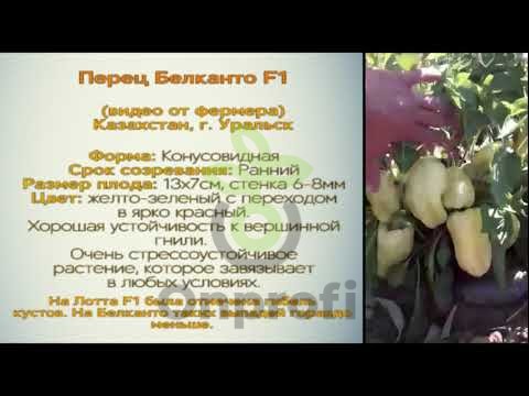 Перец Белканто,