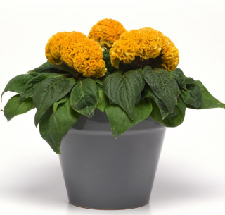 (п.ф.) Целозия Концертина Еллоу,